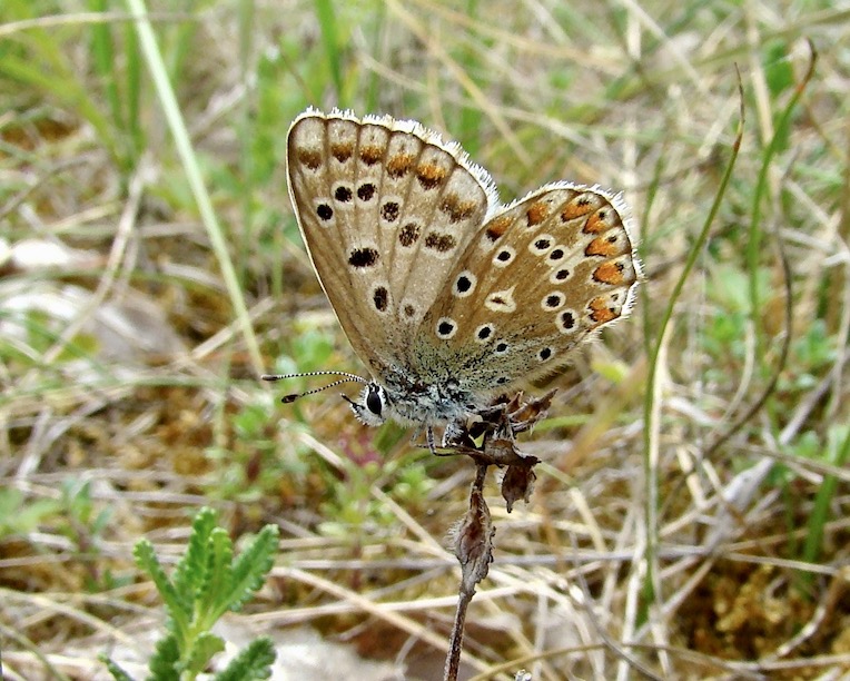adonis blue ceronus